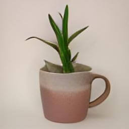 a cup used as a plant pot in studio