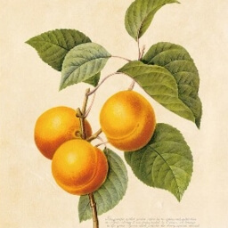 Vintage orange illustration fruit